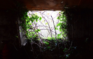 Abandoned Shed
