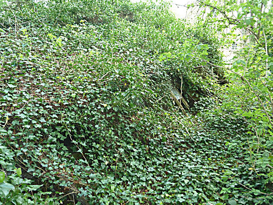 Derelict Sawmill