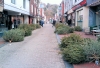 Abandoned Xmas Trees