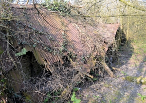 Tumbled Down Barn